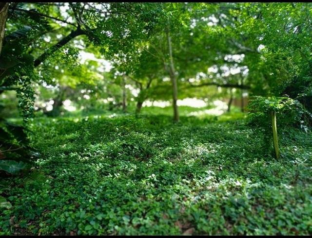 LAND FOR SALE IN MTUNZINI